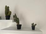 3 cactussen, Ophalen, Overige soorten, Minder dan 100 cm