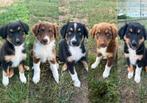Raszuivere Australische herder / Australian sheperd pups, CDV (hondenziekte), 8 tot 15 weken, Meerdere, Meerdere dieren