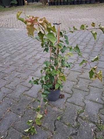Actie!! 17 x bougainville roze dania nu €5, ps bougainvillea beschikbaar voor biedingen
