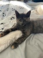 Twee lieve poesjes – half Brits Korthaar, Dieren en Toebehoren, Katten en Kittens | Raskatten | Korthaar, Poes