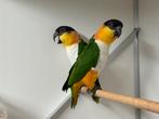 Zwartkop caiques - pionites melanocephalus, Dieren en Toebehoren, Vogels | Parkieten en Papegaaien, Meerdere dieren, Papegaai