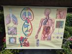 Vintage poster ademhalingsstelsel en bloedsomloop., Antiek en Kunst, Antiek | Schoolplaten, Ophalen, Natuur en Biologie