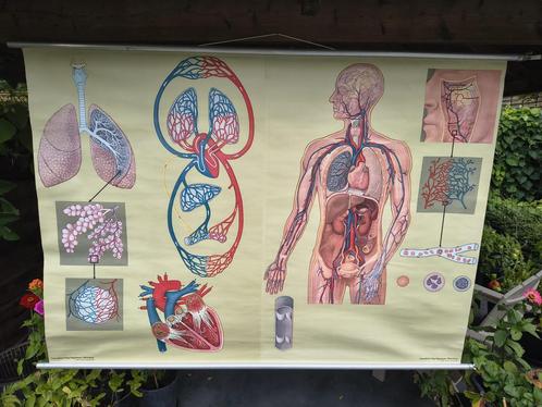 Vintage poster ademhalingsstelsel en bloedsomloop., Antiek en Kunst, Antiek | Schoolplaten, Natuur en Biologie, Ophalen