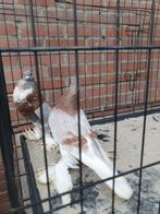 Hollandse kroppers roodzilverbont, Dieren en Toebehoren, Vogels | Duiven, Meerdere dieren