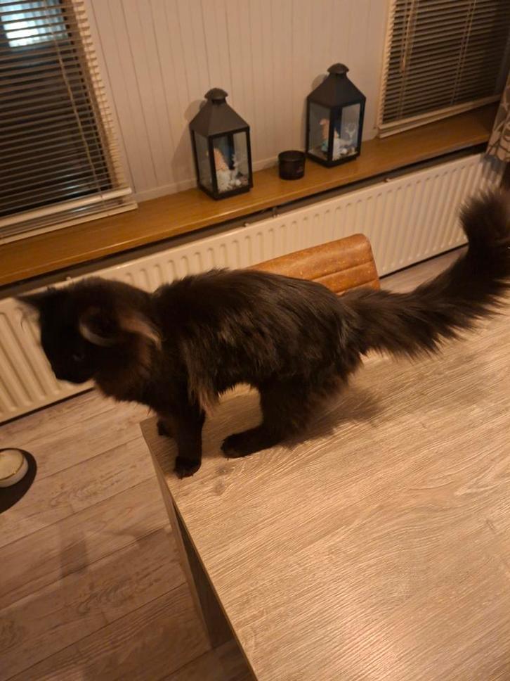 Maine coons te koop, Dieren en Toebehoren, Katten en Kittens | Raskatten | Langhaar, Meerdere dieren, 0 tot 2 jaar, Ontwormd, Ingeënt