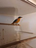 Sneeuwkruintapuit., Dieren en Toebehoren, Vogels | Overige Vogels, Mannelijk, Geringd