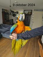 Ara catalina macaw, Dieren en Toebehoren, Vogels | Parkieten en Papegaaien, Mannelijk, Papegaai