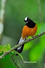 GEZOCHT! Witkruin schamalijster pop /copsychus stricklandii, Dieren en Toebehoren, Vogels | Overige Vogels, Vrouwelijk