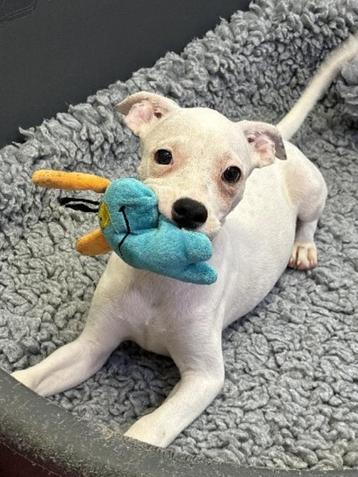 ACE: Sasi is een hele actieve pup beschikbaar voor biedingen