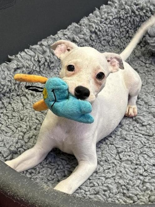 ACE: Sasi is een hele actieve pup, Dieren en Toebehoren, Honden | Niet-rashonden, Middel, Reu, Particulier, Eén hond, Buitenland
