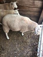 Dek rammen Texelaar x swifter, Mannelijk, Schaap