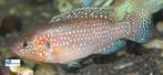 Hemichromis lifalli, Dieren en Toebehoren, Vis, Zoetwatervis