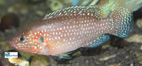 Hemichromis lifalli, Dieren en Toebehoren, Vissen | Aquariumvissen, Zoetwatervis, Vis
