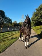 Super knappe 3 jarige met veel kwaliteit, Dieren en Toebehoren, Paarden, Gechipt, Dressuurpaard, Zadelmak, 3 tot 6 jaar