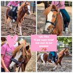 Beginners A pony en Diverse paarden, Dieren en Toebehoren, Pony's, Merrie, Gechipt