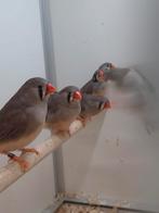 Zebravinken, Meerdere dieren, Tropenvogel, Geringd