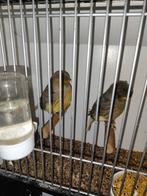 Laatste koppels glosters, Dieren en Toebehoren, Vogels | Kanaries, Meerdere dieren, Postuurkanarie
