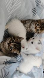 Brits korte harkittens, Dieren en Toebehoren, Kater