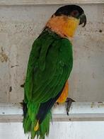 Zwartkop caique pop, Dieren en Toebehoren, Vogels | Parkieten en Papegaaien, Vrouwelijk, Papegaai, Geringd