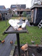 Pauwstaart, Dieren en Toebehoren, Geslacht onbekend, Overige soorten