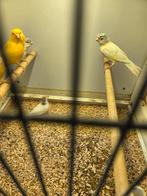 Geel mozaiek met kuif, Dieren en Toebehoren, Vogels | Kanaries, Vrouwelijk, Kleurkanarie