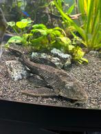 Algen eter, Vis, Zoetwatervis