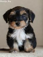 Knappe Morkie pups., Dieren en Toebehoren, Honden | Chihuahua's en Gezelschapshonden, Nederland, 8 tot 15 weken, CDV (hondenziekte)