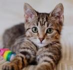 Kitten gezocht, Poes, Ontwormd, 0 tot 2 jaar