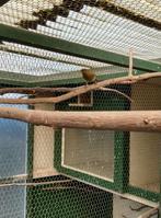 Kanaries, Dieren en Toebehoren, Vogels | Kanaries, Mannelijk, Zangkanarie