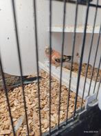 2 verwante Bourke parkieten, Dieren en Toebehoren, Vogels | Parkieten en Papegaaien, Meerdere dieren, Parkiet