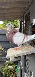 Haagse tilduiven, Meerdere dieren