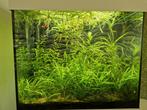 Stuk of 15 Platy en Black Mollies, Dieren en Toebehoren, Vissen | Aquariumvissen, Vis