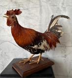 opgezette haan antiek ( begin vorige eeuw ), Antiek en Kunst, Ophalen of Verzenden