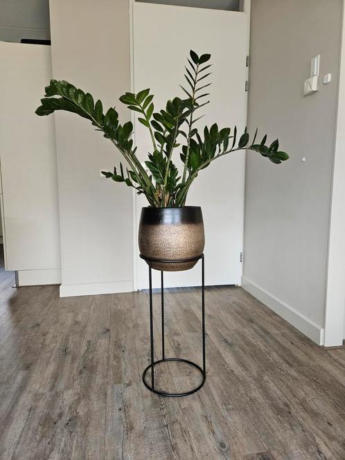 Plant (zamioculcas) met luxe plantpot en verhoogde voet, Huis en Inrichting, Woonaccessoires | Zuilen en Pilaren, Zo goed als nieuw