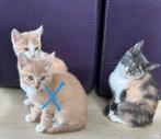 Europeese korthaar Kittens zoeken nieuw huisje, Dieren en Toebehoren, Katten en Kittens | Overige Katten, Meerdere dieren, Kortharig
