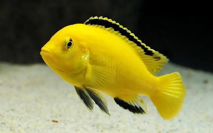 Labidochromis Caerulus., Dieren en Toebehoren, Vissen | Aquariumvissen, Kreeft, Krab of Garnaal