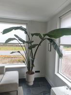 Grote Strelitzia Nicolai (Paradijsvogelplant) 190cm, Huis en Inrichting, Kamerplanten, Groene kamerplant, Ophalen, Volle zon, 150 tot 200 cm