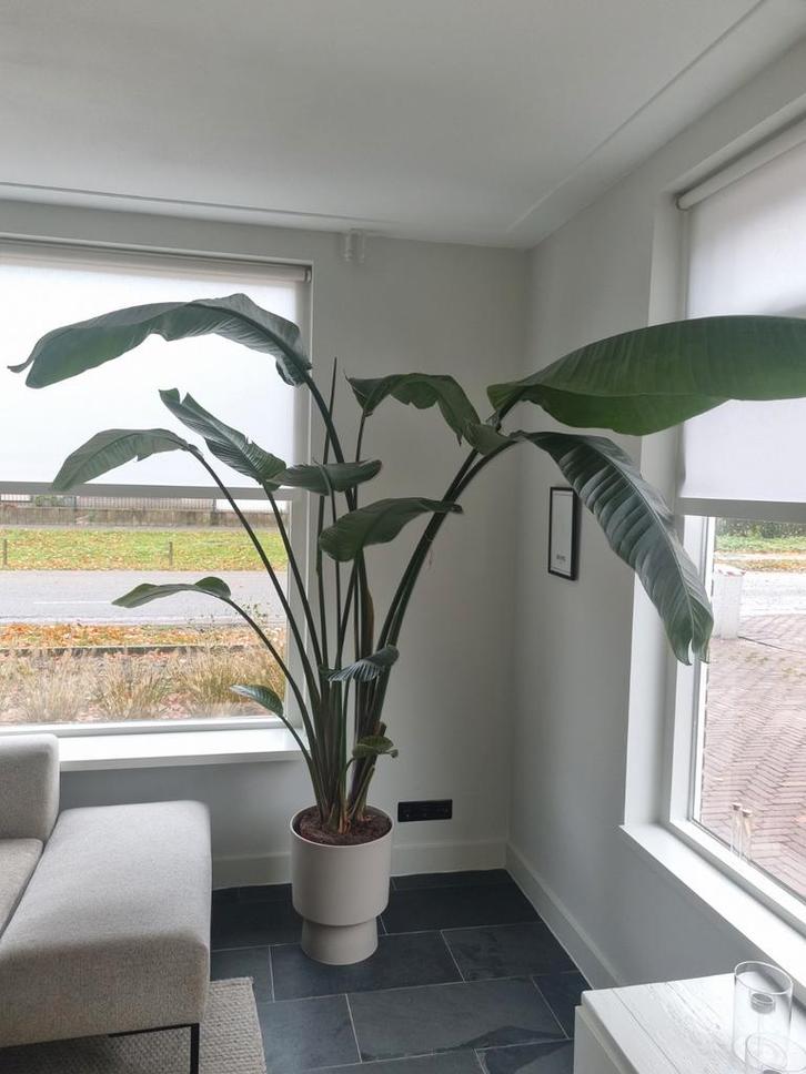 Grote Strelitzia Nicolai (Paradijsvogelplant) 190cm, Huis en Inrichting, Kamerplanten, 150 tot 200 cm, Groene kamerplant, Volle zon