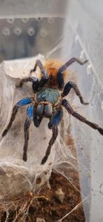 Chromatopelma cyaneopubscen vrouw, Dieren en Toebehoren, Insecten en Spinnen, Overige soorten