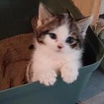 Bikkeltje, lief half Siberisch kitten katertje mag verhuizen, Dieren en Toebehoren, Katten en Kittens | Overige Katten, Meerdere dieren