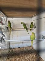 4 halsband parkieten, Dieren en Toebehoren, Vogels | Parkieten en Papegaaien, Meerdere dieren, Parkiet