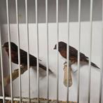 2 koppels zwart rode kanaries (koud), Meerdere dieren, Kleurkanarie