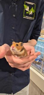 Syrische hamster super lief en echt super tam., Dieren en Toebehoren, Knaagdieren, Hamster, Vrouwelijk, Tam, Oktober