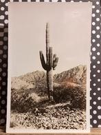 RPPC real photo postcard Sahuara cactus, Ophalen of Verzenden