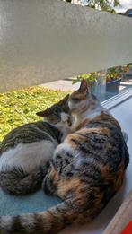 2 lieve katten (Lana, Luna), Dieren en Toebehoren, Katten en Kittens | Overige Katten, Poes, Kortharig, 0 tot 2 jaar