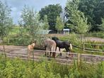 Plek vrij op paddock paradise in Oostwold, Dieren en Toebehoren, Stalling en Weidegang, Weidegang