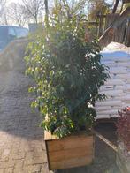 Plantenbak op maat met Portugese  laurier 115x50x150 hoog, Nieuw, Ophalen of Verzenden, Balkon, 60 cm of meer