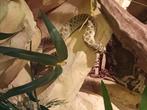 Westelijke haakneusslang conda morph ( ±1 jaar oud/41cm), Dieren en Toebehoren, Reptielen en Amfibieën, Slang, Tam, 0 tot 2 jaar