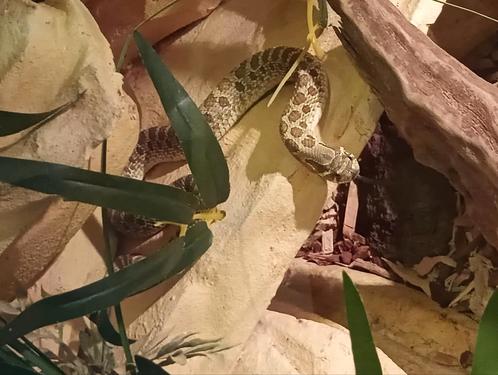 Westelijke haakneusslang conda morph ( ±1 jaar oud/41cm), Dieren en Toebehoren, Reptielen en Amfibieën, Slang, 0 tot 2 jaar, Tam
