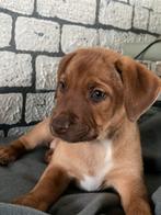 Puppy's  rednose pitbul x stafford (australian shepherd), Dieren en Toebehoren, Rabiës (hondsdolheid), 8 tot 15 weken, Meerdere